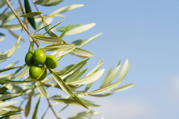 Olive branch in the blue sky.